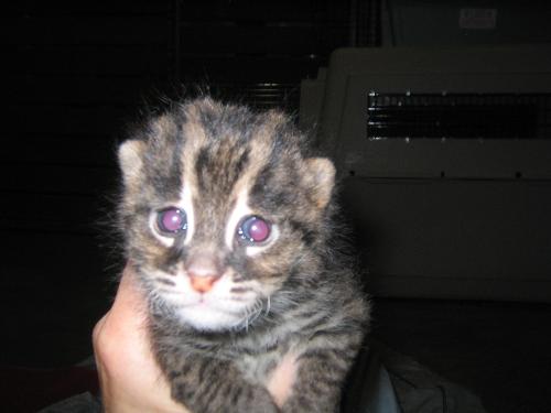 Baby Fishing Cat - This is a baby fishing cat at about 4 weeks. Fishing cats live in SE Asia near water, because they like to go fishing! The cat in this photo was handraised to take part in education programs through an AZA accredited zoo. Wild animals do NOT make good pets.
