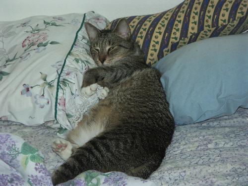 Tippy - Comfy Cat