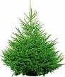 christmas tree - this is a picture of a real christmas tree