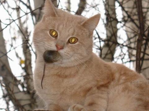 Cat - cat caught mouse in mouth.