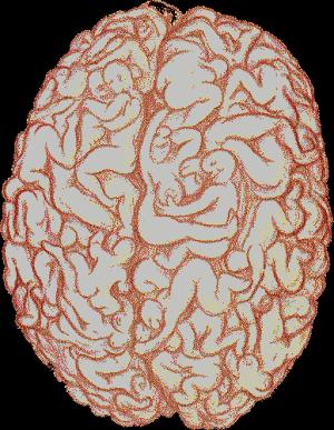 human brain - human brain
