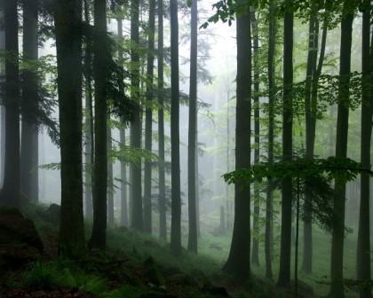 rainforest - i love this  picture i wish one day to visit a place  in australia if any like this, or even overseas.
