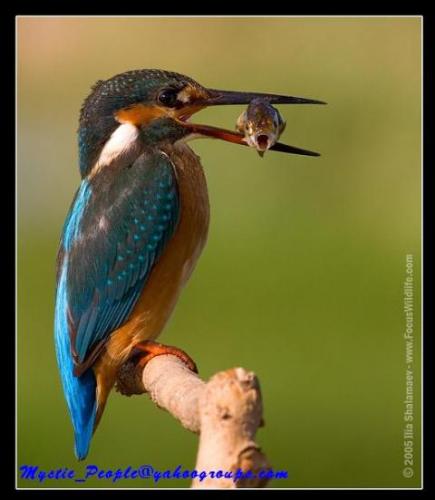 kingfisher bird - kingfisher bird with her prey