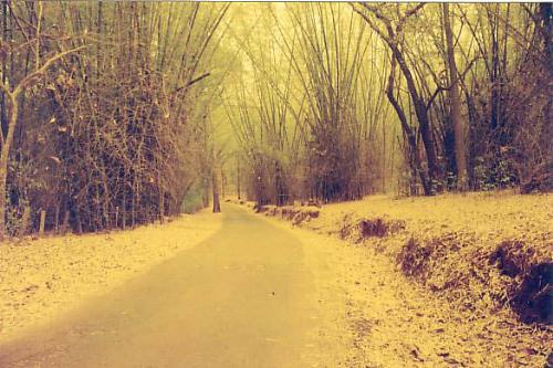 badra forest1 - picture od badra forest.