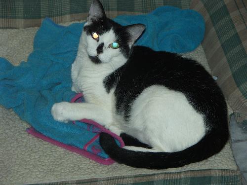 Joy - cat