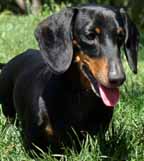 dogs - i adore daschunds.used to have one as a pet when i was little.they are the friendliest dogs on the planet.