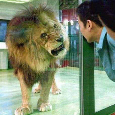 king  - It shows a lion imitating a person