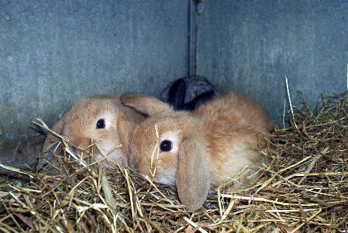 Guinea Pigs - Guinea pigs are very popular pets because of their availability, docile temperaments, tendency not to bite or scratch when handled, and relatively clean habits. They are not long-lived, which can be disconcerting to owners