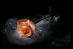 Rose - Just a rose