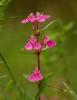 flower - flower
