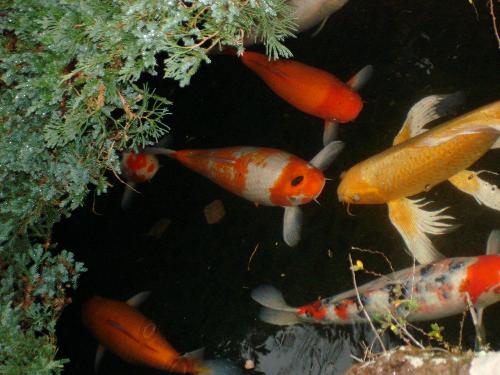 Gold Fish - Gold Fish