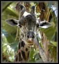 A Giraffe - I believe this giraffe is in captivity. From what I have observed giraffe's are gentle, and non aggressive. This is just a very simple picture but it speaks volumes.