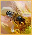 HoneyBee - Busy as a Bee, that's my mantra for the New Year. I thought this photo representative of my pursuits.