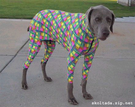 dog - dog in sweater