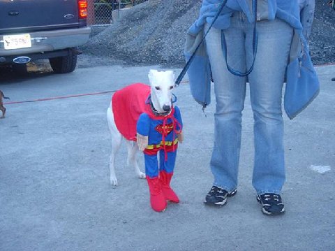 dog - superdog