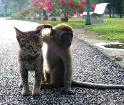 A Cat And A Monkey - funny...