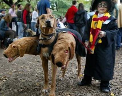 dog - three headed dog
