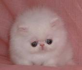 a white lovable cat - lovable cat, I love it, I love many kinds of animals in the world