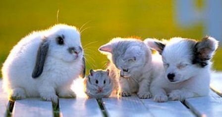 some pets - cat, dog, mouse, I don't know who is the left animal, lol...