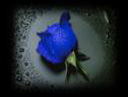 rare - rose