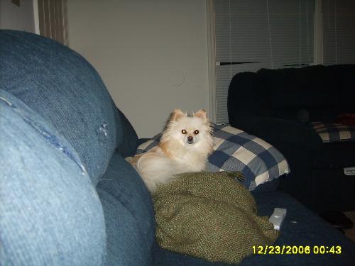 little dog - my little dog