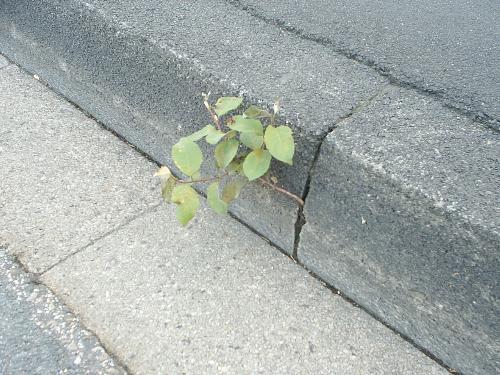 Survival - On the day to work (I always walk). Spotted this one on an otherwise barren bridge. I liked how the plant peeped through that small gap.. Reminds me that i should watch out and see how its doing these days.