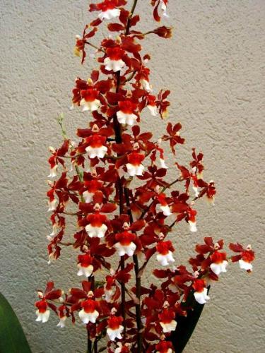 Flowers are beautiful! - these are beautiful orchids. there are many types of orchids. this is one type.