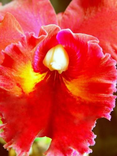 Orchid2 - this is a type of orchid!