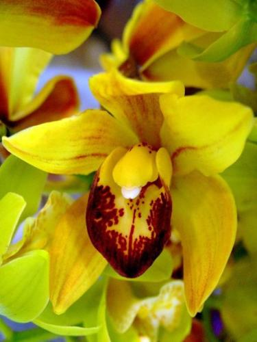orchid3 - another one type of orchid!