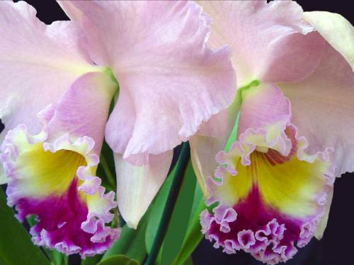 orchid4 - beautiful colour! my favourite one