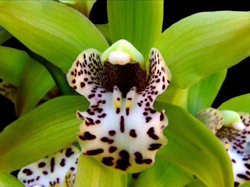 orchid5 - another variety of orchid