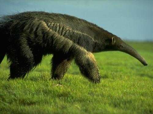 Ant eater - this is one rare type of animal called ant eater.