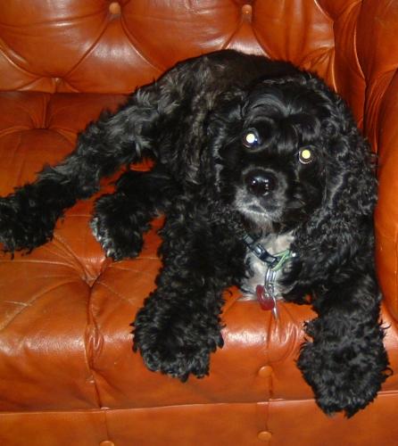 Leroy - My dog Leroy