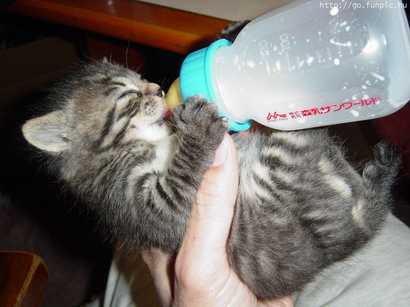 Kitty with milk - Kitty with milk