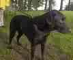 black lab outdoors - Pepper is our lead dog and by the sound of barks we know what is going on outside or while on another part of the property