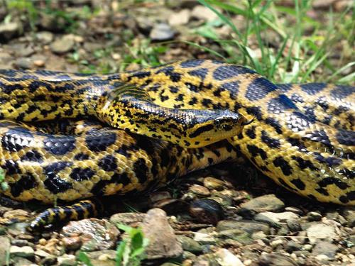 anaconda2 - classification: phylum-chordata class-reptilia order-squamata family-boidae circadian cycle-nocturnal