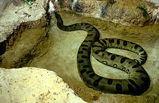 anaconda3-biggest snake in the world. - the name anaconda comes from the srilankan languge sinhalese. no one is sure how this name came to represent a south american snake.  the tamil word for anaconda is anaikolra which means elephant killer. the early spanish settlers reffered to this snake as matatoro or bull killer.