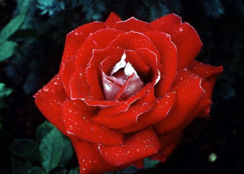 red rose - red