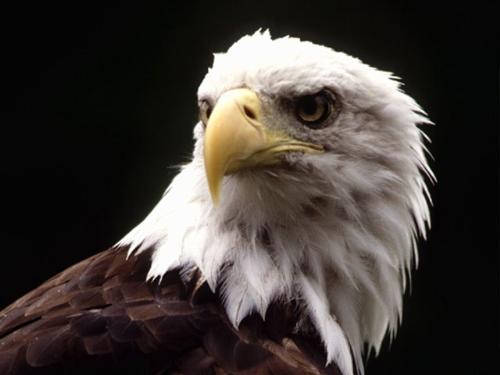 bald eagle - american something