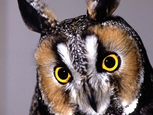 owl - hhhoooooottttttt
