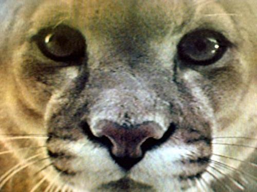 do i know u - puma