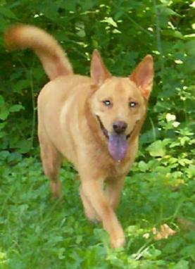 Seirra...My poor sick doggie! - This pic was taken this summer at the river when she was a happy, healthy dog! 