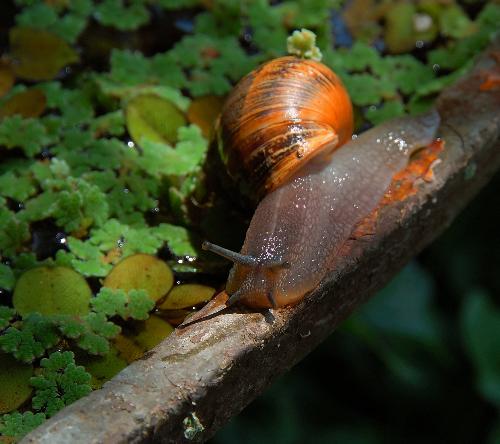 Garden snail - Garden snail