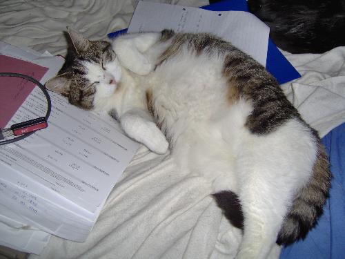 This is Chu - This is the other cat that I got from the Cats Protection a year ago. She's 11 years old now and quite happy now :-)Both of these cats previously belonged to an elderly lady who died. So the cats had to be found a new home.