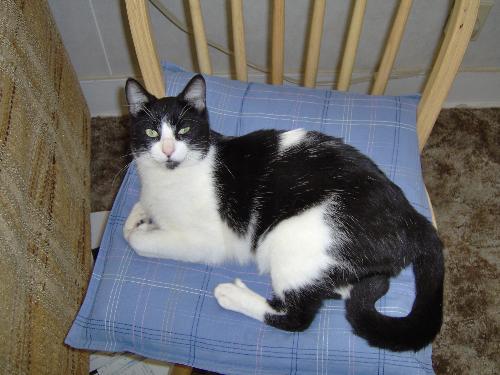 My American cat - I adopted this cat when I was in Oklahoma recently, I am planning on bringing him back to the UK later this year.