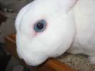 mini rex - I have awhite mini rex with beautiful blue eyes - this is not her, but looks like her!!