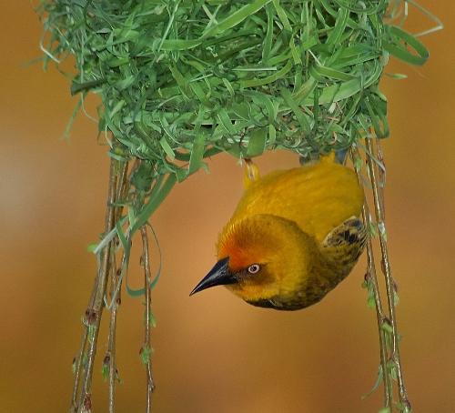 Another Cape Weaver - Another Cape Weaver