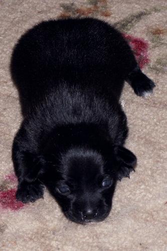 Bella's first photo - This is Bella, Gizmo's new mate.  She was born Dec 15, 2006.  She is a Chihuahua.