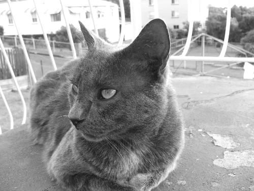 Mo unimpressed - Morfessa looking annoyed