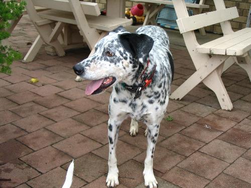 Max, Our Dalmation - Max is our Dalmation Cross. He is around 7 years old. I think he has ADHD. He is fantastic with children. He abosolutely hates thunderstorms.